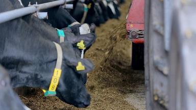 牛<strong>喂养</strong>过程现代农场牛乳制品农场吃有牛棚